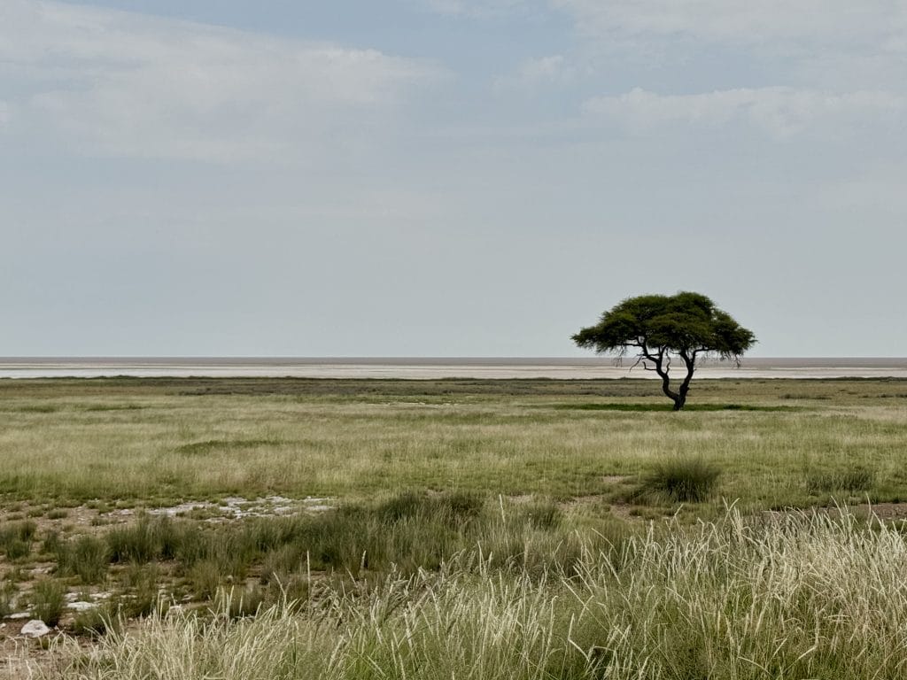 Alleenstaande acaciaboom in de uitgestrekte savanne van Etosha National Park in Namibië, met de zoutpan op de achtergrond onder een bewolkte lucht.