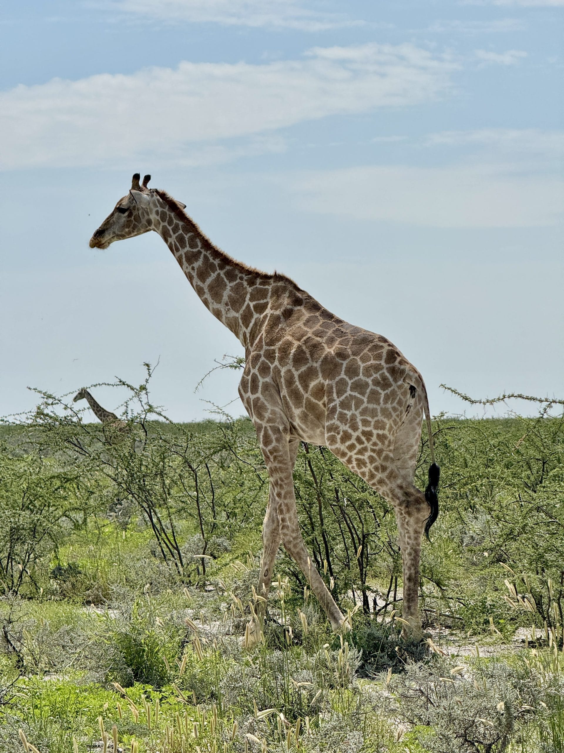 Giraffe in Etosha National Park in Namibië, wandelend door de groene savanne met struiken onder een lichtbewolkte hemel.