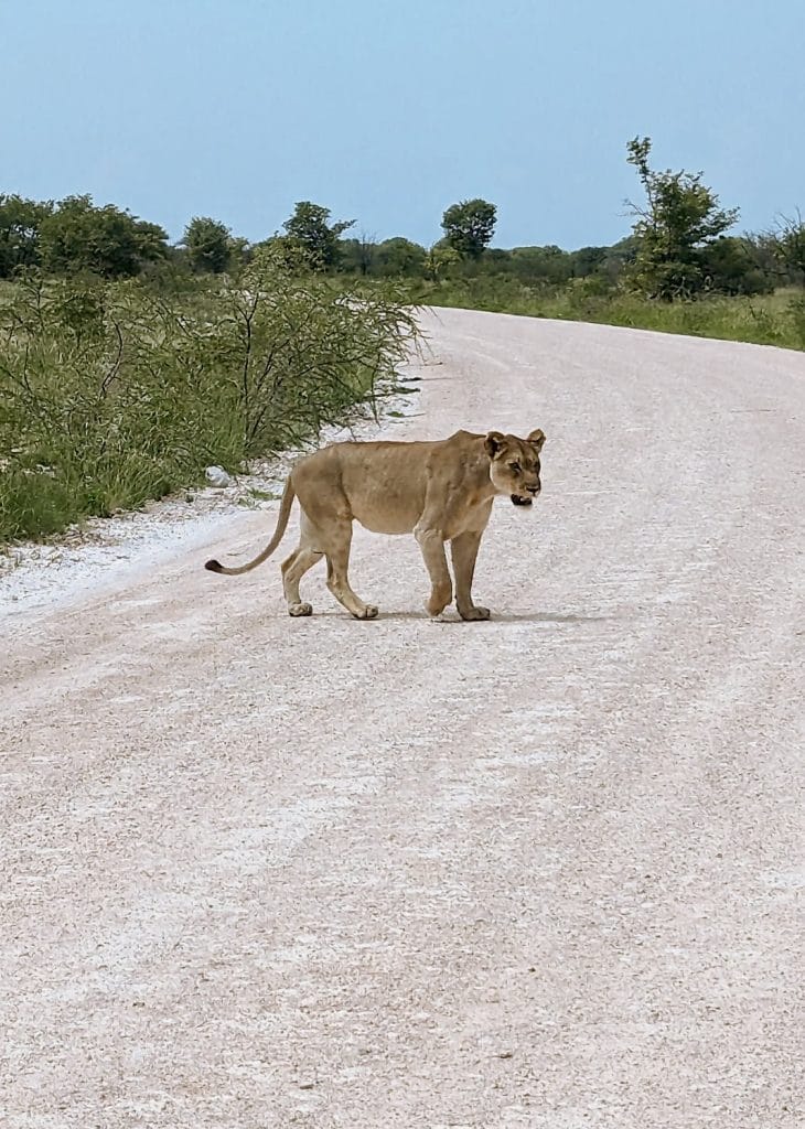 Leeuwin die de weg oversteekt tijdens een safari in Etosha National Park, Namibië, op een witte gravelweg omringd door groene savanne.