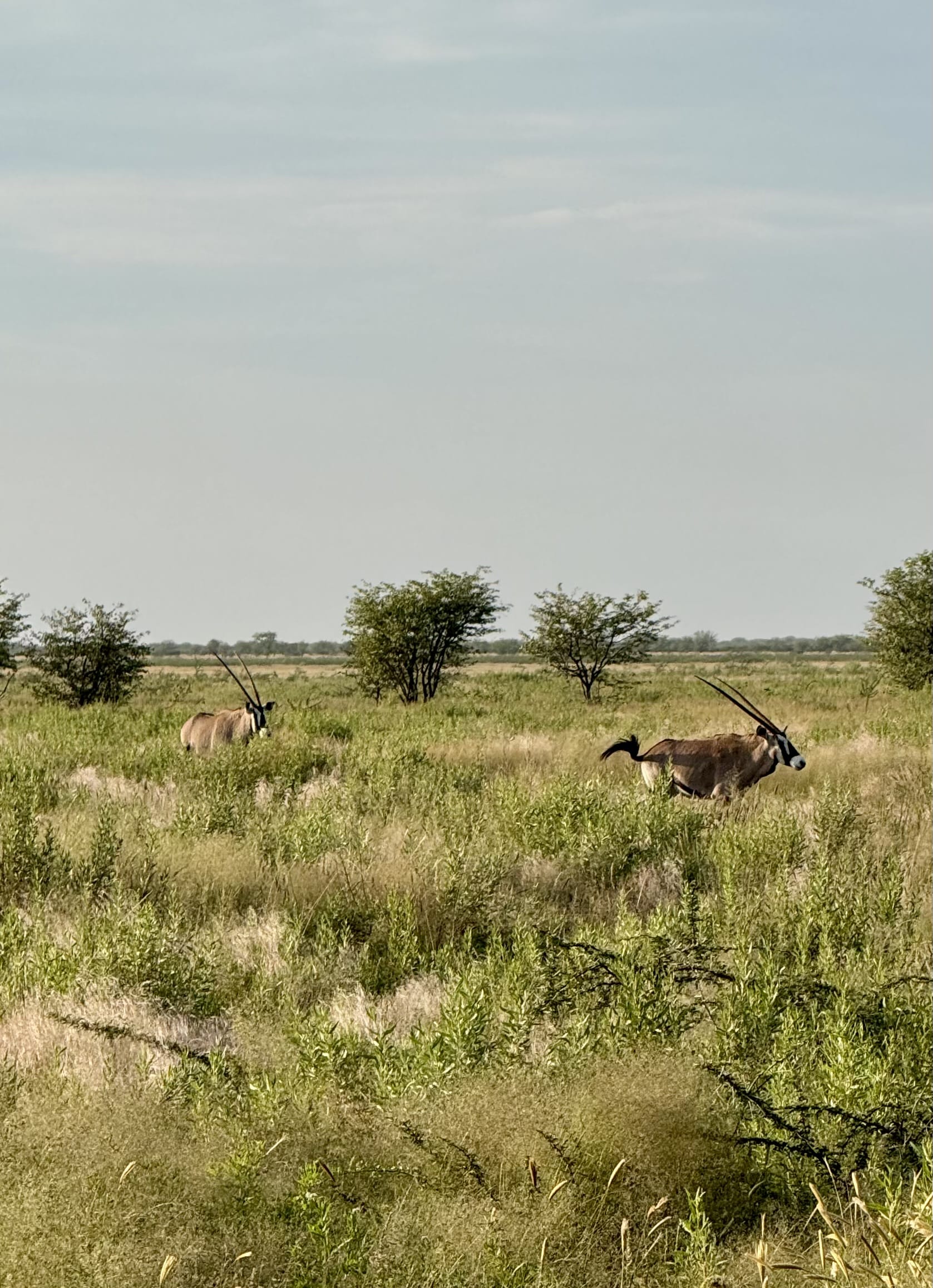 Twee oryxen (gemsbokken) in Etosha National Park, Namibië, tijdens een selfdrive safari door de groene savanne.
