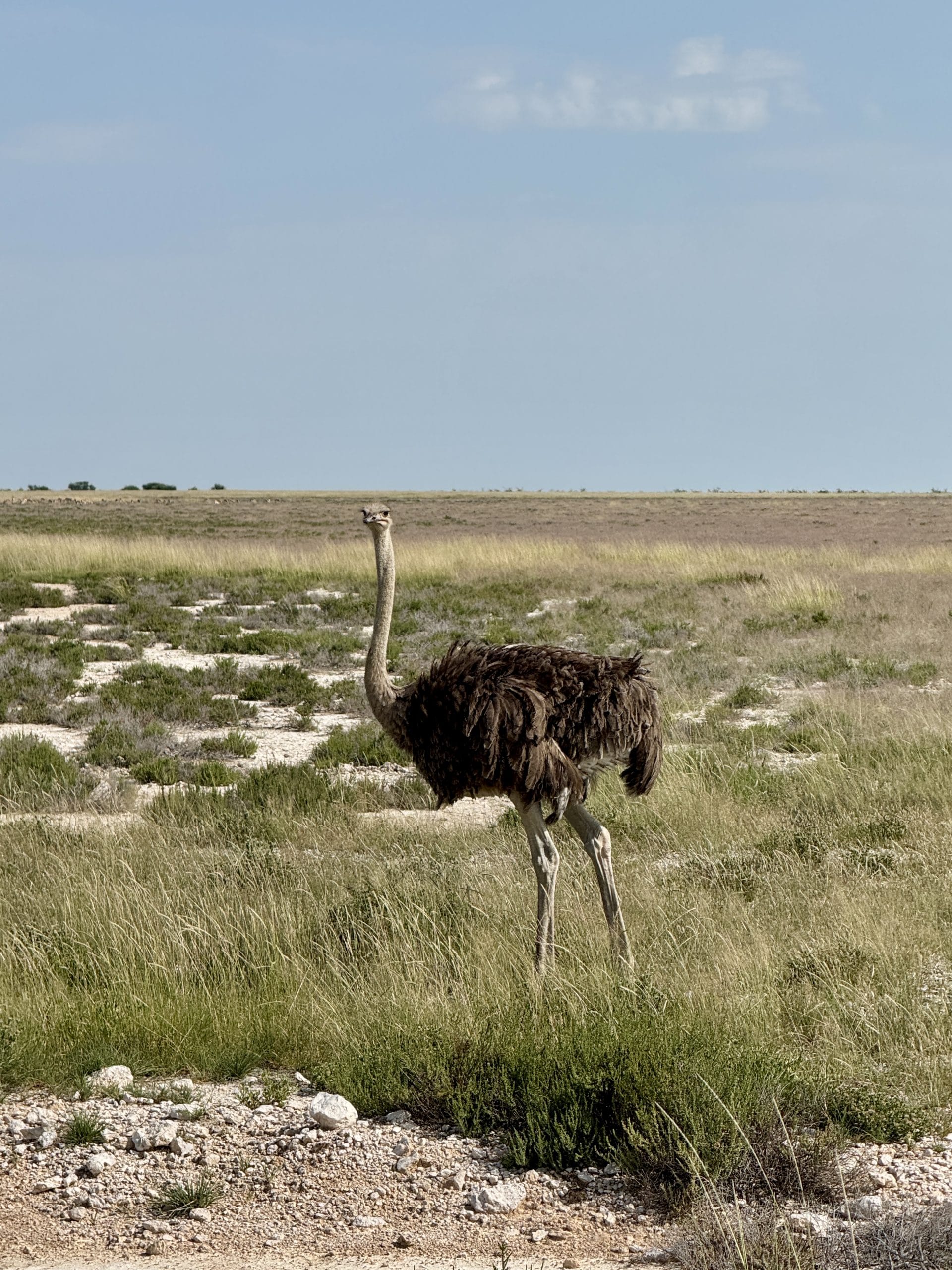 Struisvogel in Etosha National Park, Namibië, tijdens een selfdrive safari over de uitgestrekte savanne.
