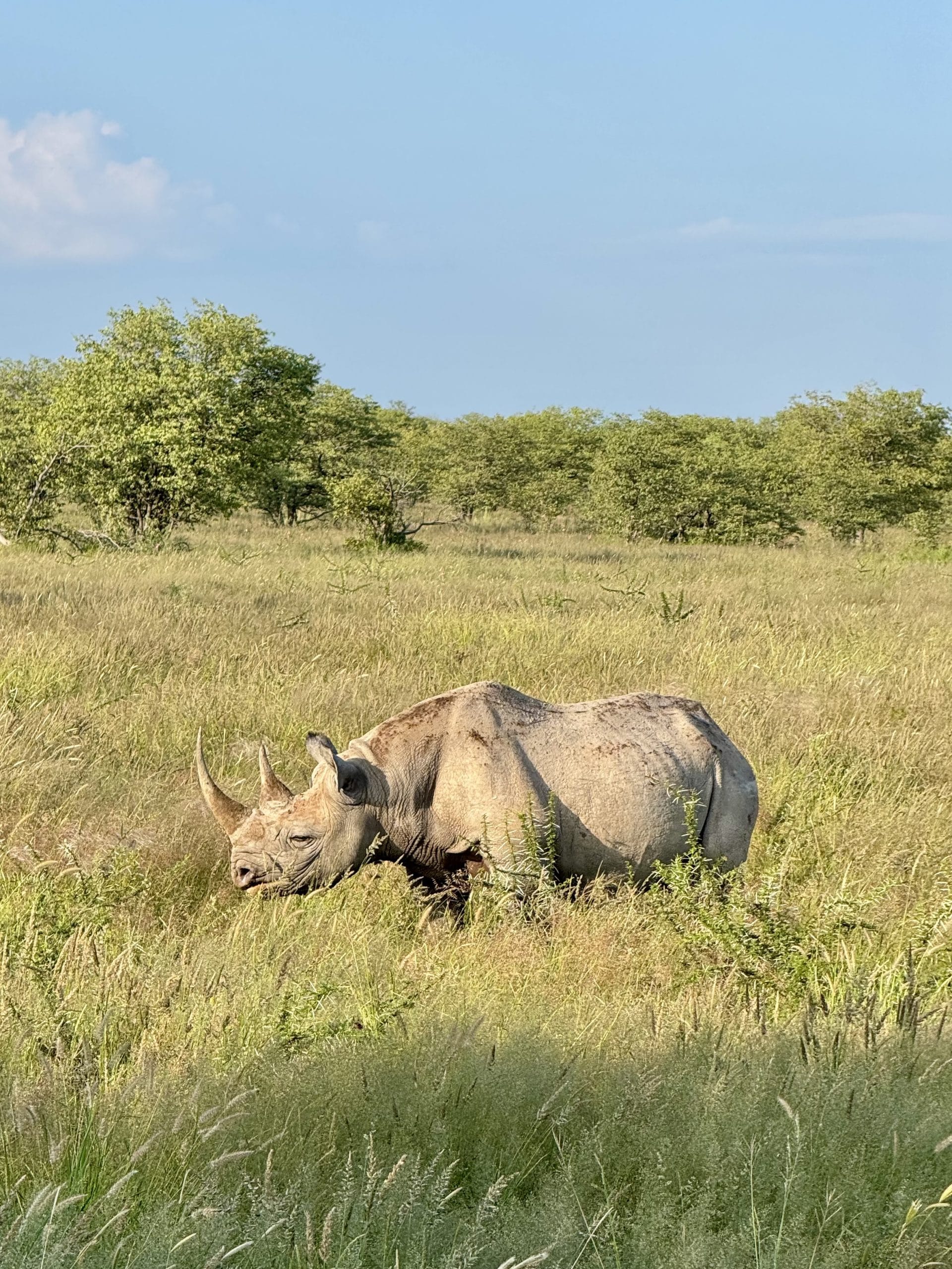 Witte neushoorn in het gras van Etosha National Park in Namibië, grazend in de groene savanne onder een blauwe lucht.