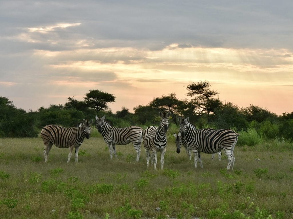 Groep zebra’s in Etosha National Park in Namibië tijdens zonsopkomst, staand in groene savanne met zachte ochtendzon en zonnestralen door de wolken.